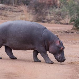 FKK Urlaub mit MIRAMARE REISEN - FKK-Rundreise Südafrika Hippo in Pilanesberg National Park
