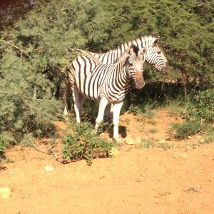 FKK Urlaub mit MIRAMARE REISEN - FKK-Rundreise Südafrika Zebra