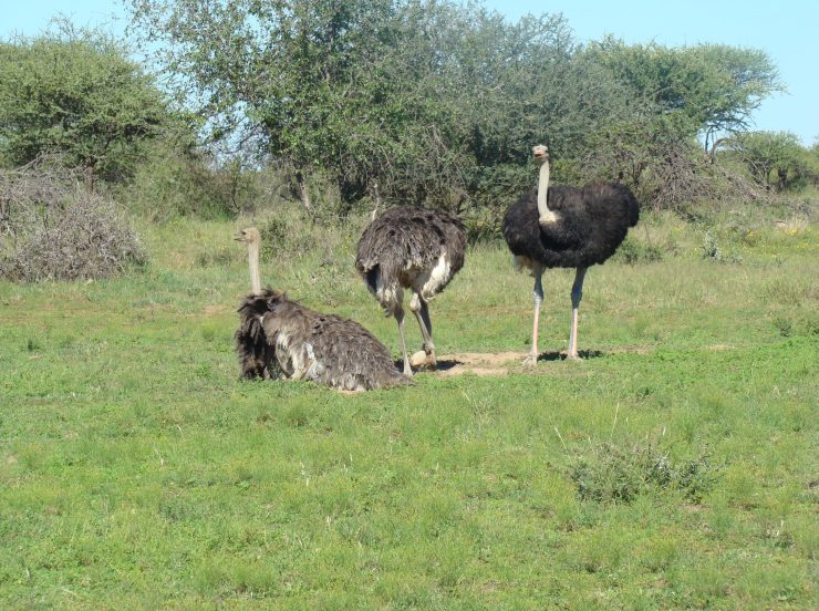 Big Five Gruppenreise mit MIRAMARE REISEN in Südafrika