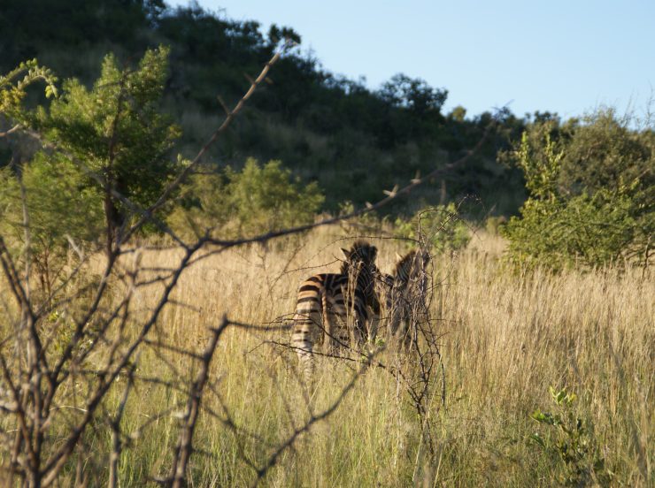 FKK-Rundreisen mit MIRAMARE REISEN Südafrika